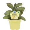 BIOLAND - Herbe à fromage de qualité bio - paederia lanuginosa - plante aromatique en pot de 12cm