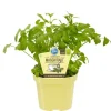 BIOLAND - Herbe à maggi - levisticum officinale - plante aromatique en pot de 12cm