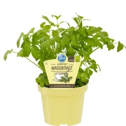 BIOLAND - Herbe à maggi - levisticum officinale - plante aromatique en pot de 12cm
