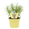 BIOLAND - Herbe de curry de qualité bio - helichrysum angustifolia - plante aromatique en pot de 12cm