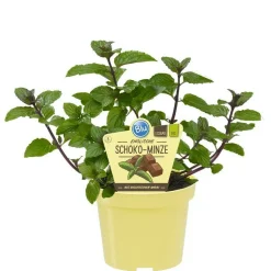 BIOLAND - Menthe chocolat de qualité bio - mentha x piperita - plante aromatique en pot de 12cm