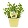 BIOLAND - Menthe fraise qualité bio - mentha species - plante aromatique en pot de 12cm