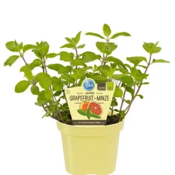 BIOLAND - Menthe pamplemousse en qualité bio - mentha suaveolens x piperita - plante aromatique en pot de 12cm
