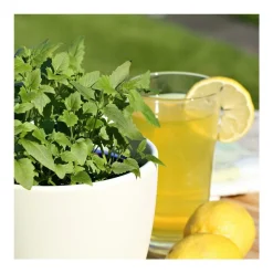 BIOLAND - Plante à limonade - agastache mexicana - plante aromatique en pot de 12cm