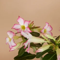 BLOOMIQUE - Adenium obesum - rose du désert - floraison - plantes d'intérieur - pot 13cm - 25-35cm de haut