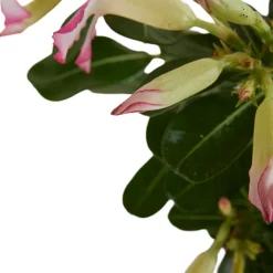 BLOOMIQUE - Adenium obesum - rose du désert - floraison - plantes d'intérieur - pot 13cm - 25-35cm de haut