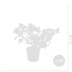 BLOOMIQUE - Adenium obesum - rose du désert - floraison - plantes d'intérieur - pot 13cm - 25-35cm de haut