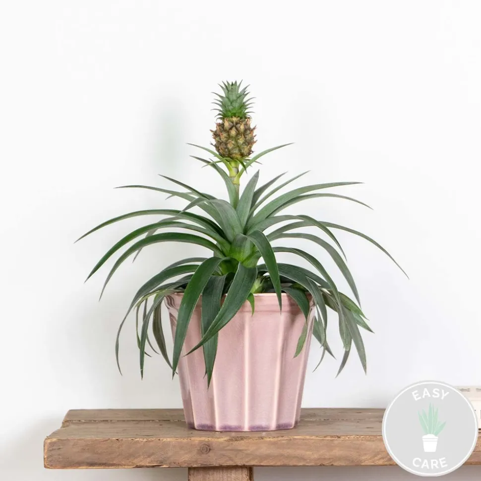 BLOOMIQUE - Ananas mi amigo - plante ananas - plante anti-ronflement - 30-40 cm de haut - pot 12 cm