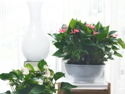 BLOOMIQUE - Anthurium - plante flamant rose - rose - plante d’intérieur - 30-40 cm de haut - pot 12 cm