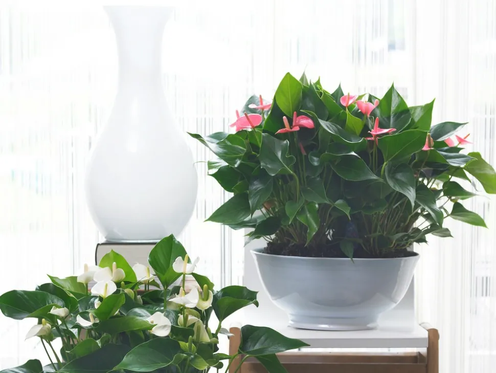 BLOOMIQUE - Anthurium - plante flamant rose - rose - plante d’intérieur - 30-40 cm de haut - pot 12 cm
