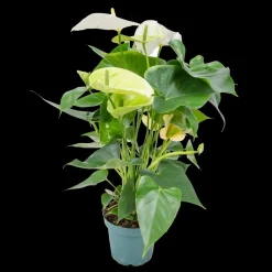 BLOOMIQUE - Anthurium - plante flamant rose - blanc - plante d’intérieur - 30-40 cm de haut - pot 12 cm