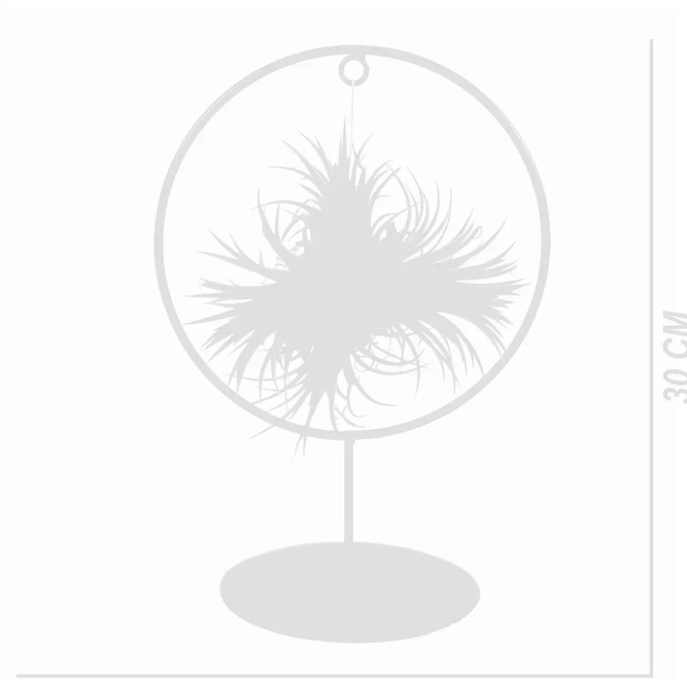 BLOOMIQUE - Bloomique - tillandsia magic ball en anneau - plante aérienne - plante d’intérieur - 30 cm de haut