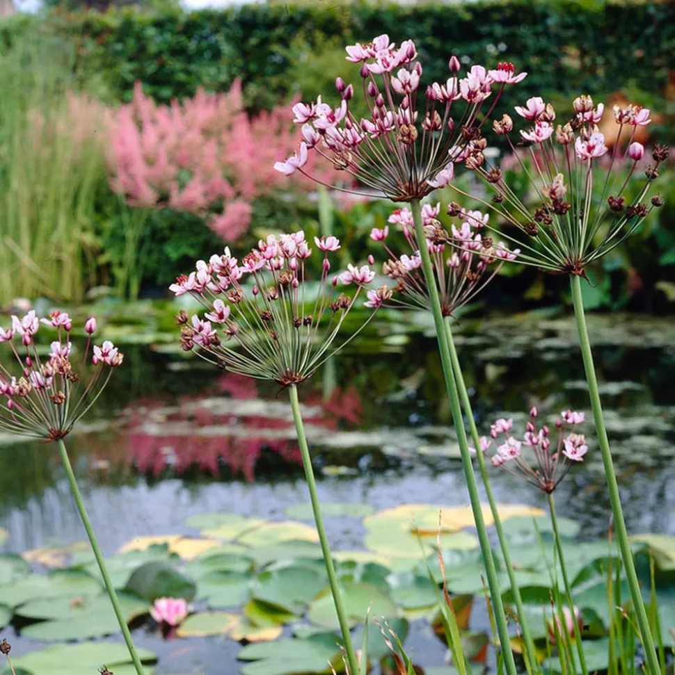 BLOOMIQUE - Butomus umbellatus - butome en ombelle - plantes de bassin - 15-25 cm de haut - pot 9 cm