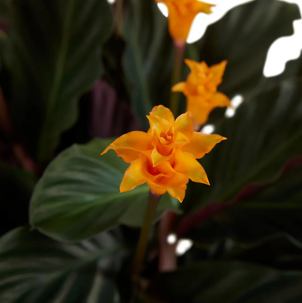 BLOOMIQUE - Calathea crocata - flamme éternelle - plantes d’intérieur - 40-50 cm de haut - pot 14 cm
