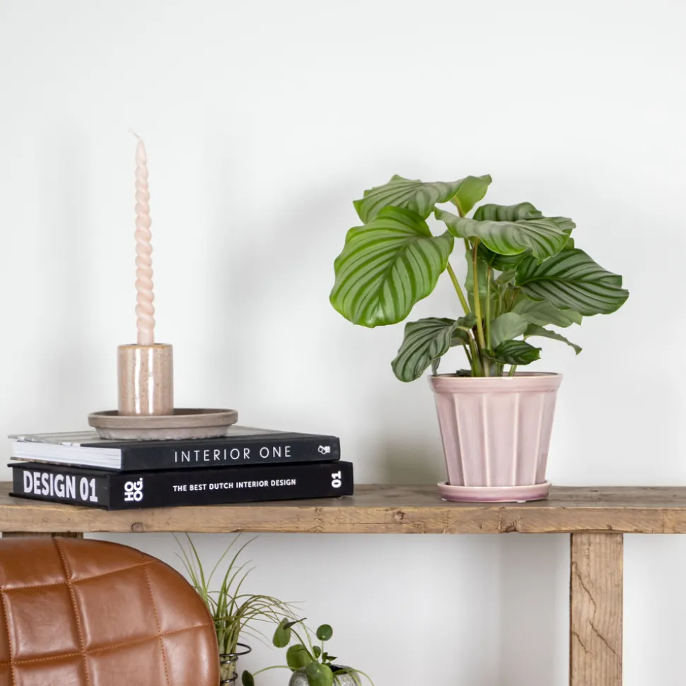 BLOOMIQUE - Calathea orbifolia - plante paon - plante d’intérieur - dépolluante - 40-50 cm de haut - pot 14 cm
