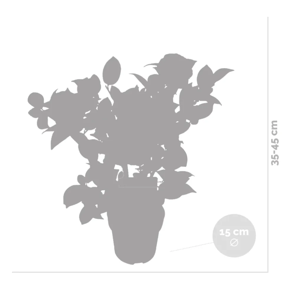 BLOOMIQUE - Camellia japonica 'black lace' - rosier du japon - buisson - persistant - ⌀15 cm - ↕30-35 cm