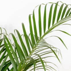 BLOOMIQUE - Dypsis lutescens - palmier areca - plantes d’intérieur - hauteur 100-110 cm - pot 21 cm