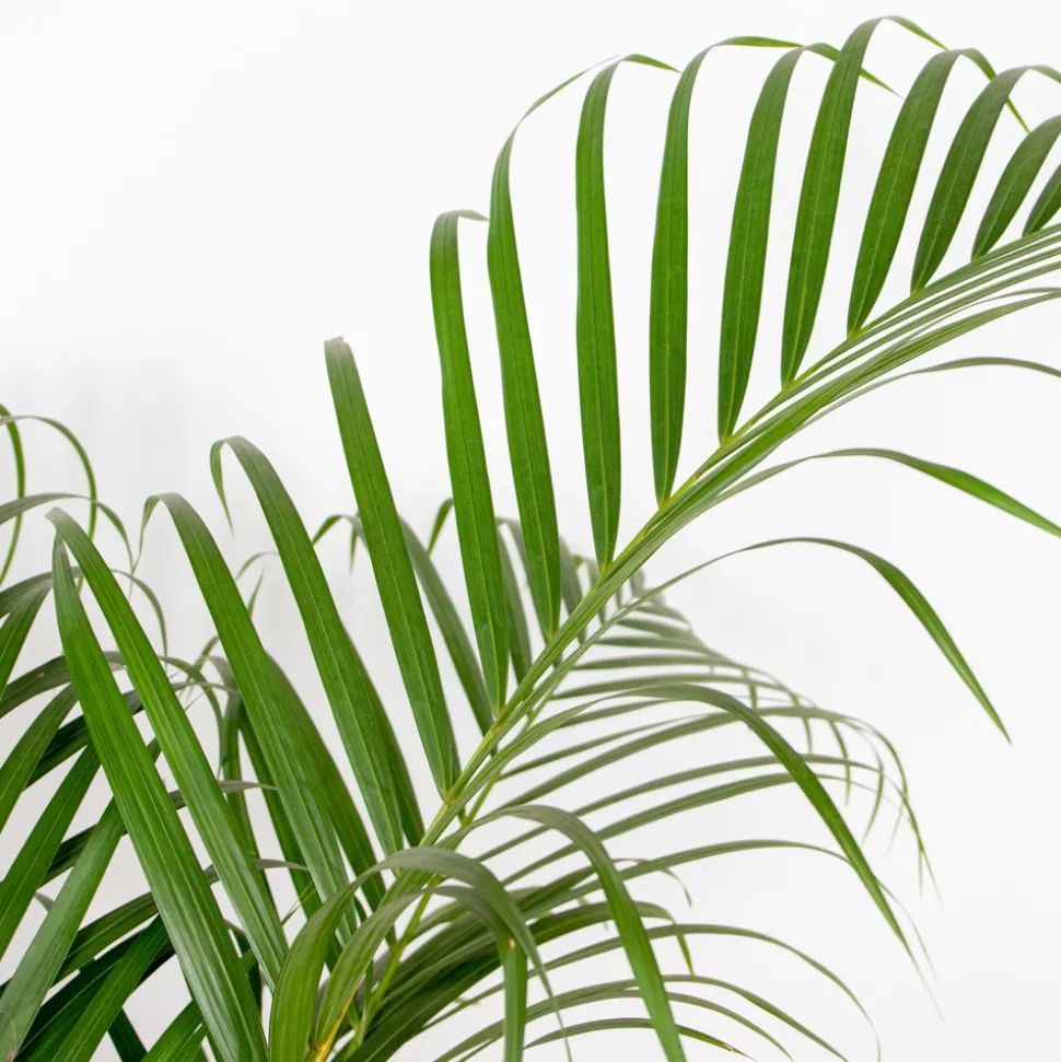 BLOOMIQUE - Dypsis lutescens - palmier areca - plantes d’intérieur - hauteur 100-110 cm - pot 21 cm