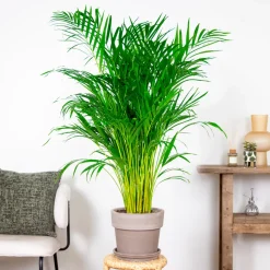 BLOOMIQUE - Dypsis lutescens - palmier areca - plantes d’intérieur - hauteur 100-110 cm - pot 21 cm