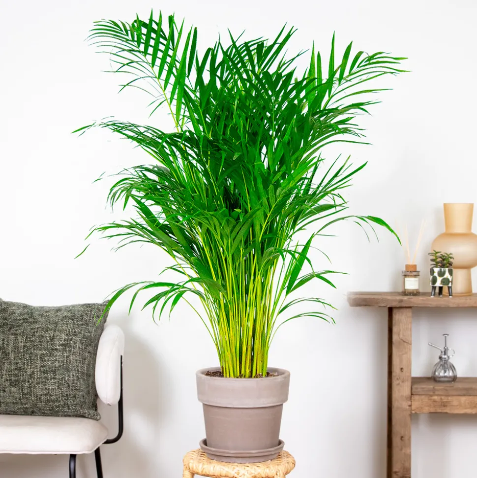 BLOOMIQUE - Dypsis lutescens - palmier areca - plantes d’intérieur - hauteur 100-110 cm - pot 21 cm