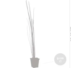 BLOOMIQUE - Equisetum japonicum - prêle du japon - plantes de bassin - hauteur 20-30 cm - pot 9 cm