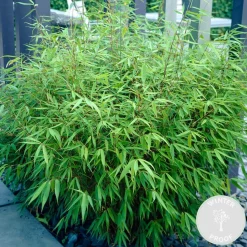 BLOOMIQUE - Fargesia rufa - bambou - non traçant - rustique - persistant - hauteur 40-60 cm - pot 17 cm