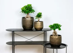 BLOOMIQUE - Ficus ginseng - bonsaï - plantes d’intérieur - dépolluante - 20-30 cm de haut - pot 12 cm