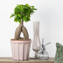 BLOOMIQUE - Ficus ginseng - bonsaï - plantes d’intérieur - dépolluante - 25-35 cm de haut - pot 15 cm