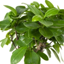 BLOOMIQUE - Ficus ginseng - bonsaï - plantes d’intérieur - dépolluante - 25-35 cm de haut - pot 15 cm