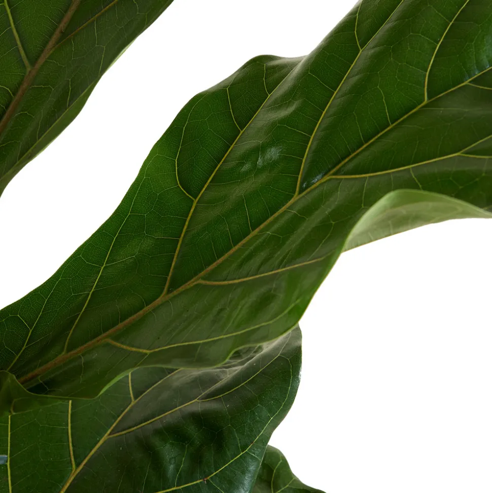 BLOOMIQUE - Ficus lyrata - figuier lyre - plante d’intérieur - dépolluante - pot 21 cm - hauteur 80-100 cm