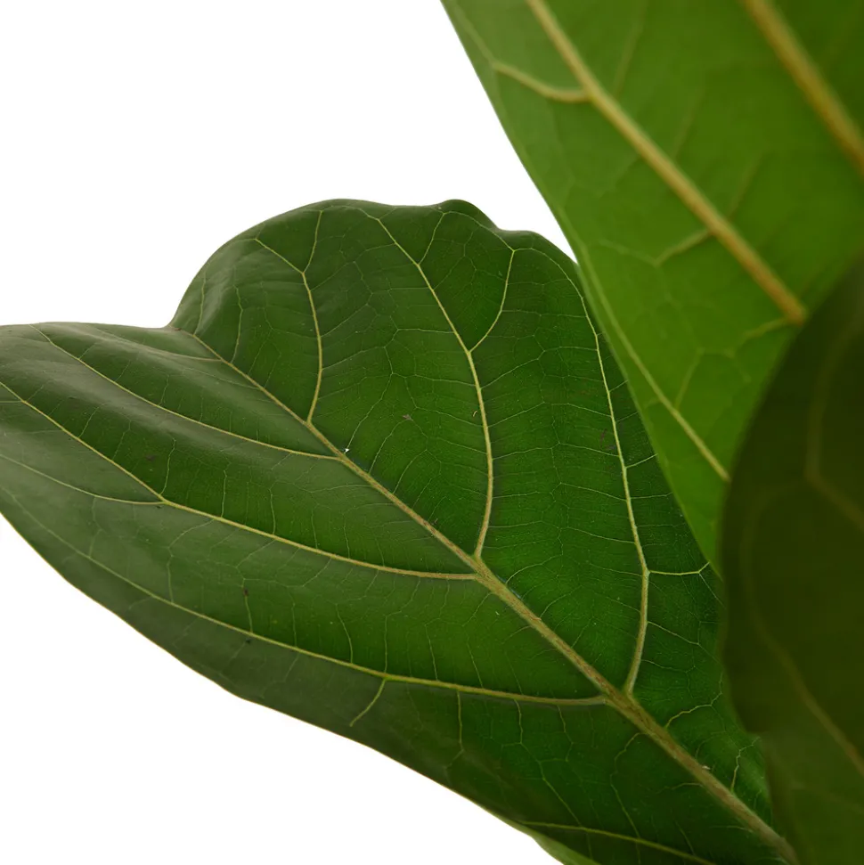 BLOOMIQUE - Ficus lyrata - figuier lyre - plante d’intérieur - dépolluante - pot 21 cm - hauteur 80-100 cm