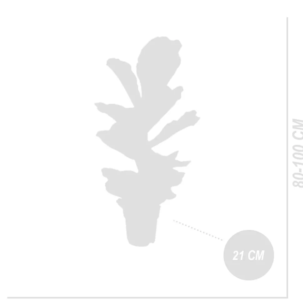 BLOOMIQUE - Ficus lyrata - figuier lyre - plante d’intérieur - dépolluante - pot 21 cm - hauteur 80-100 cm