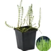 BLOOMIQUE - Hippuris vulgaris - hippuride - plantes de bassin - hauteur 10-20 cm - pot 11 cm