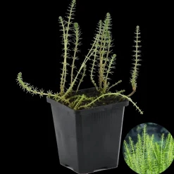 BLOOMIQUE - Hippuris vulgaris - hippuride - plantes de bassin - hauteur 10-20 cm - pot 11 cm