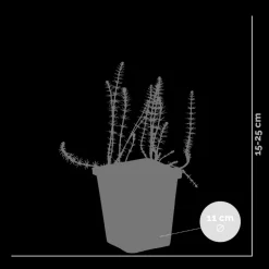 BLOOMIQUE - Hippuris vulgaris - hippuride - plantes de bassin - hauteur 10-20 cm - pot 11 cm