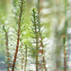 BLOOMIQUE - Hippuris vulgaris - hippuride - plantes de bassin - hauteur 10-20 cm - pot 11 cm