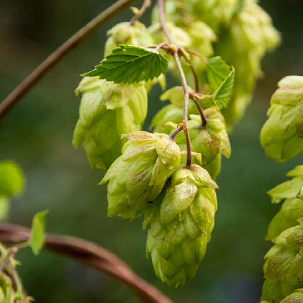 BLOOMIQUE - Humulus lupulus - plante de houblon - pot 15 cm - 70-80 cm de haut