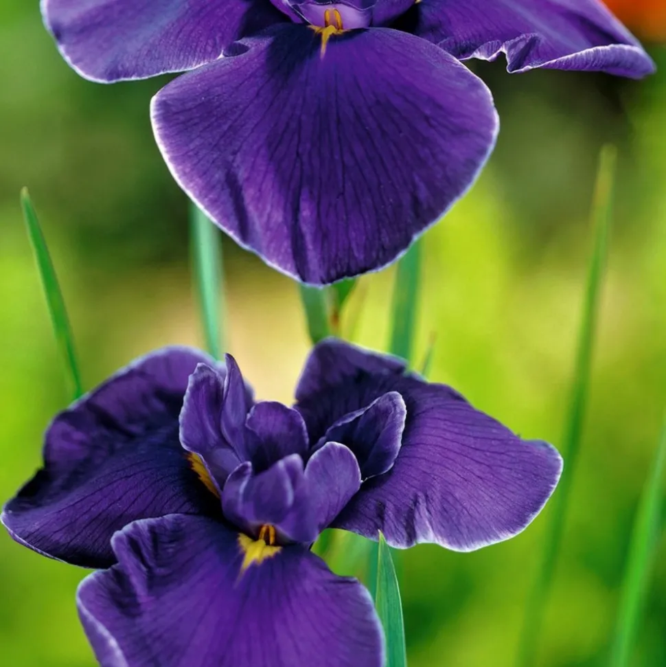 BLOOMIQUE - Iris kaempferi - iris du japon - violet - plantes de bassin - hauteur 20-30 cm - pot 9 cm