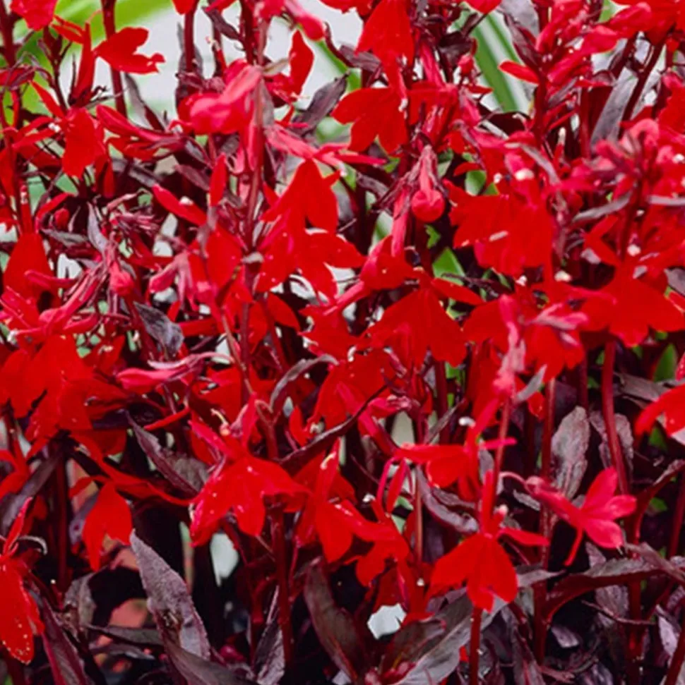 BLOOMIQUE - Lobelia queen victoria - lobélie écarlate - rouge - plantes de bassin - hauteur 20-30 cm - pot 9 cm