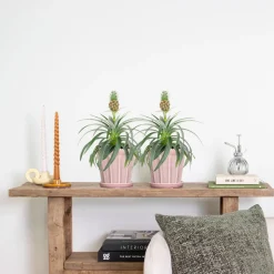 BLOOMIQUE - Lot de 2 - ananas mi amigo - plante ananas - plante anti-ronflement - 30-40 cm de haut - pot 12 cm