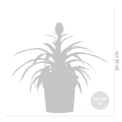 BLOOMIQUE - Lot de 2 - ananas mi amigo - plante ananas - plante anti-ronflement - 30-40 cm de haut - pot 12 cm