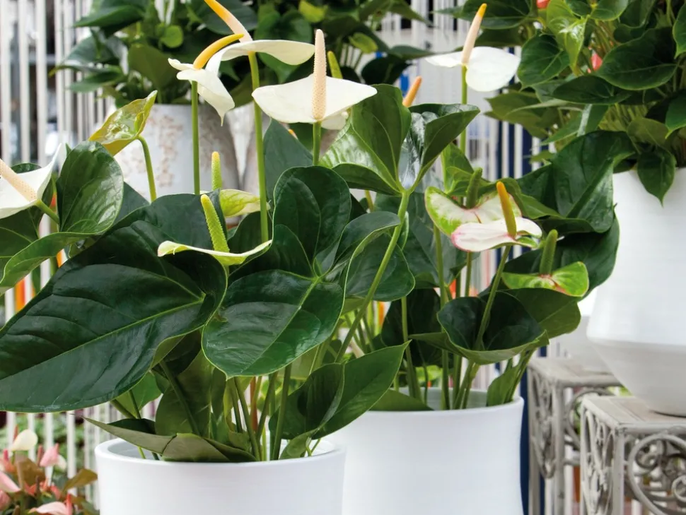 BLOOMIQUE - Lot de 2 - anthurium - plante flamant rose - blanc - 30-40 cm de haut - pot 12 cm