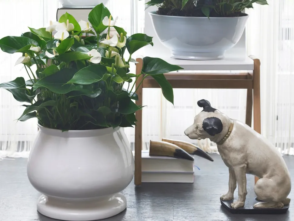BLOOMIQUE - Lot de 2 - anthurium - plante flamant rose - blanc - 30-40 cm de haut - pot 12 cm