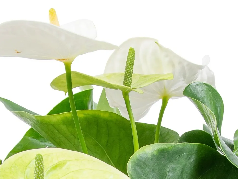 BLOOMIQUE - Lot de 2 - anthurium - plante flamant rose - blanc - 30-40 cm de haut - pot 12 cm