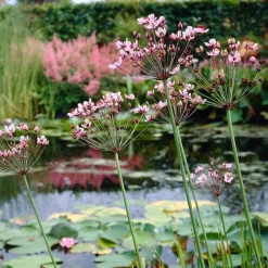 BLOOMIQUE - Lot de 3 - butomus umbellatus - butome en ombelle - plantes de bassin - 15-25 cm de haut - pot 9 cm