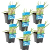 BLOOMIQUE - Lot de 6 - butomus umbellatus - butome en ombelle - plantes de bassin - 10-20 cm de haut - pot 9 cm