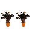 BLOOMIQUE - Lot de 2 - calathea crocata - plante d'intérieur - hauteur 30-40 cm - pot de 12 cm