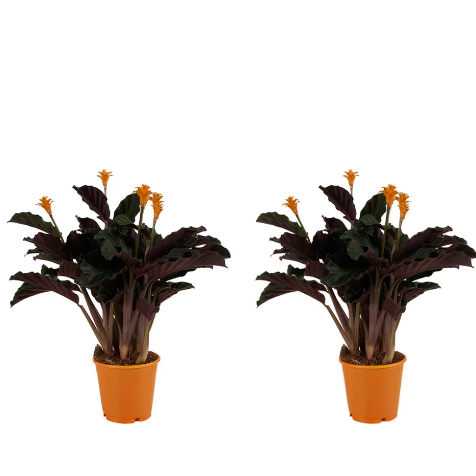 BLOOMIQUE - Lot de 2 - calathea crocata - plante d'intérieur - hauteur 30-40 cm - pot de 12 cm