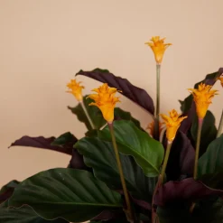 BLOOMIQUE - Lot de 2 - calathea crocata - plante d'intérieur - hauteur 30-40 cm - pot de 12 cm