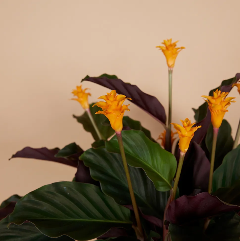 BLOOMIQUE - Lot de 2 - calathea crocata - plante d'intérieur - hauteur 30-40 cm - pot de 12 cm